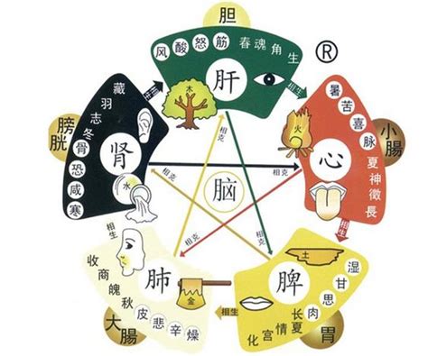 五行屬金水|中醫知識 